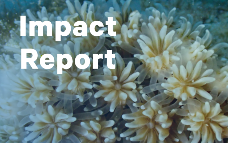 Impact Report (2)