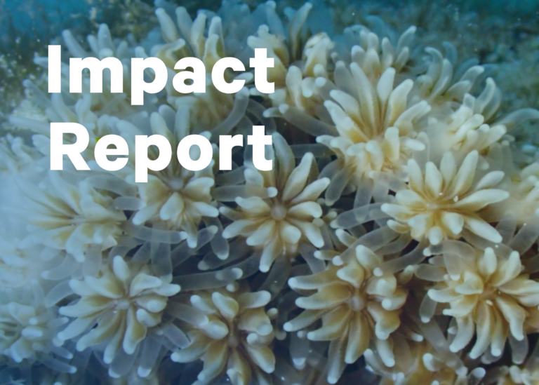 Impact Report (2)